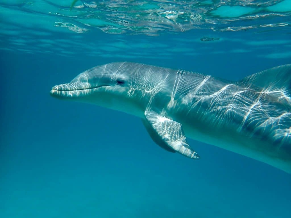 One Dolphine