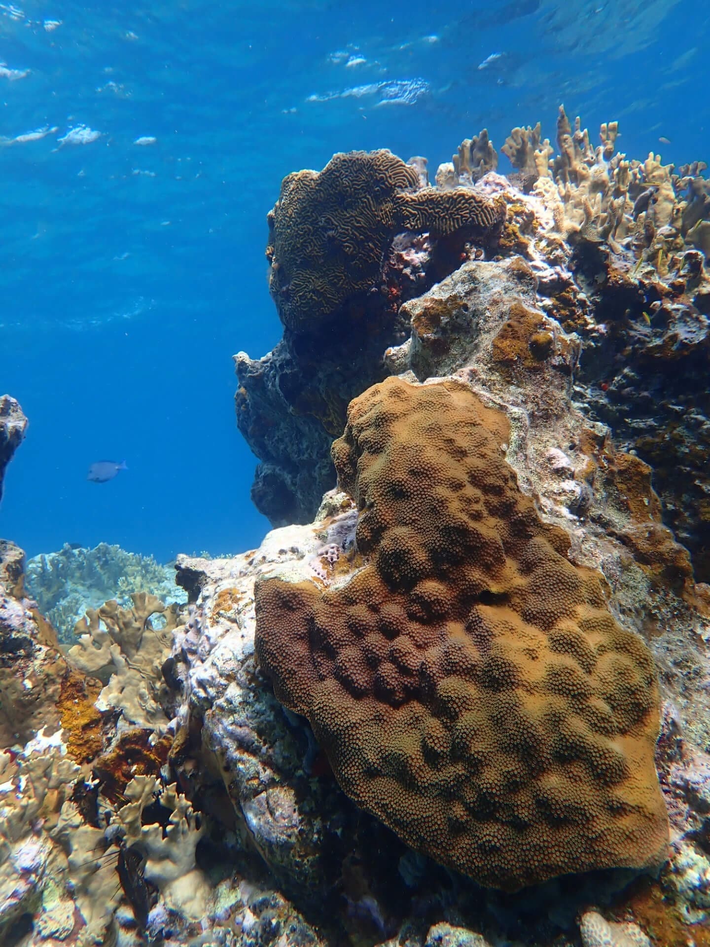 Cooper Island Beach Club