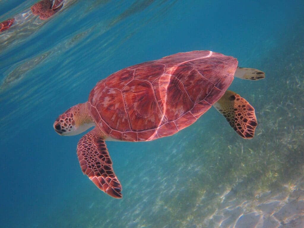 Sea Turtle